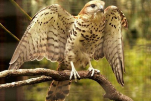 Кестрел Кестрел